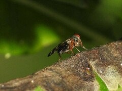 Chaetopsis fulvifrons