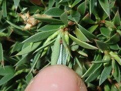 Styphelia acervata