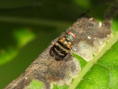 Chaetopsis fulvifrons