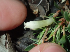 Styphelia acervata