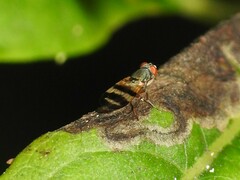 Chaetopsis fulvifrons