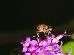 Chaetopsis fulvifrons