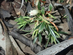 Styphelia acervata