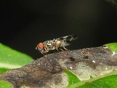 Chaetopsis fulvifrons