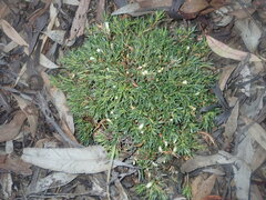 Styphelia acervata