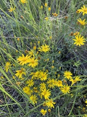 Heterotheca villosa