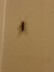 Scutigera coleoptrata