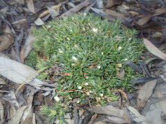 Styphelia acervata