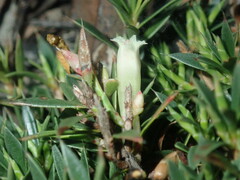 Styphelia acervata