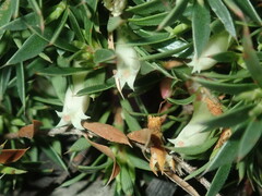 Styphelia acervata