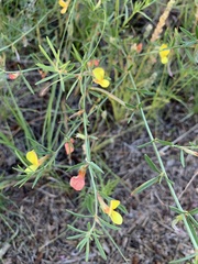 Acmispon wrightii