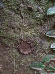 Quindina albomarginis