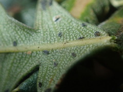 Aleurocanthus laurenae