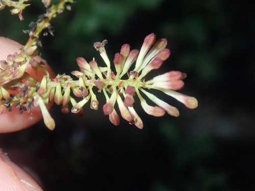 Image of Grevillea tenuiflora by (c) Thomas Mesaglio, some rights reserved (CC BY)