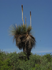 Dasylirion longissimum