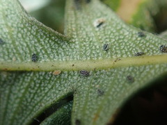 Aleurocanthus laurenae