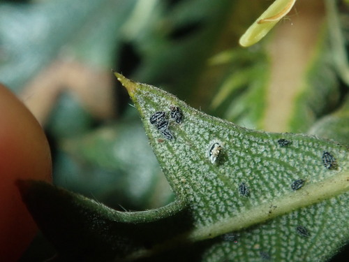 Aleurocanthus laurenae · iNaturalist
