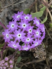 Abronia umbellata