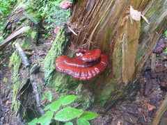 Ganoderma tsugae