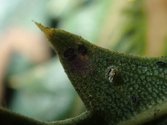 Aleurocanthus laurenae