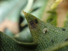 Aleurocanthus laurenae