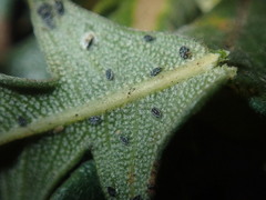 Aleurocanthus laurenae