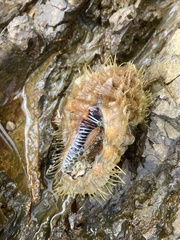 Monoplex parthenopeus