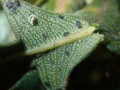 Aleurocanthus laurenae