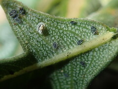 Aleurocanthus laurenae