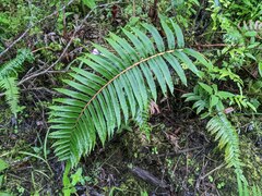 Blechnum