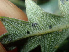 Aleurocanthus laurenae