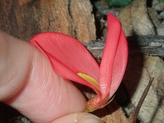 Kennedia prostrata