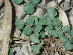 Kennedia prostrata