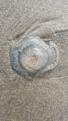 Aequorea victoria