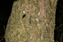 Pyrops candelaria