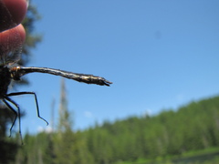 Cordulia shurtleffii