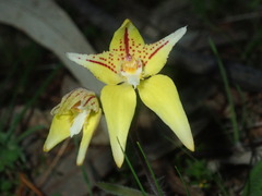 Caladenia flava