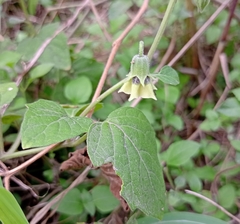 Physalis cinerascens