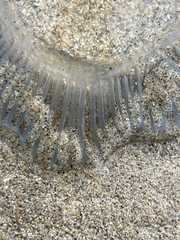 Aequorea victoria