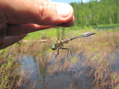 Cordulia shurtleffii