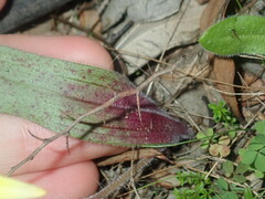 Caladenia flava