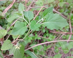 Physalis cinerascens