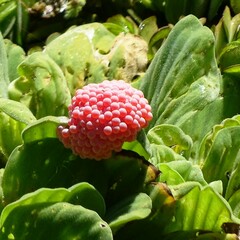 Pomacea canaliculata
