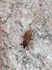 Gastrodes abietum