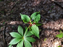 Medeola virginiana