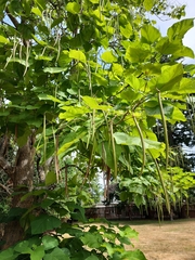 Catalpa bignonioides