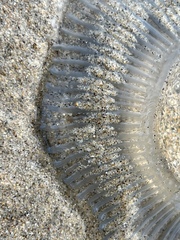 Aequorea victoria