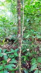 Astrocaryum aculeatum