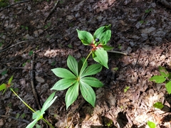 Medeola virginiana