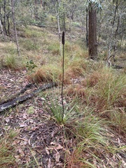 Xanthorrhoea